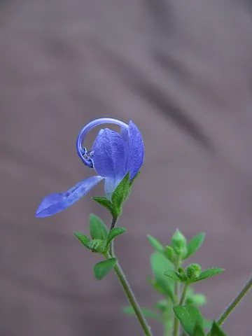 bluecurls: any plant in genus Trichostema, with blue flowers