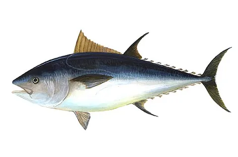 bluefin tuna: any member of genus Thunnus of tuna, having blue fins, including