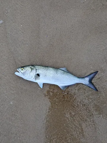 bluefish: a voracious fish (Pomatomus saltatrix) found in waters of the Atlantic and Indian Ocean