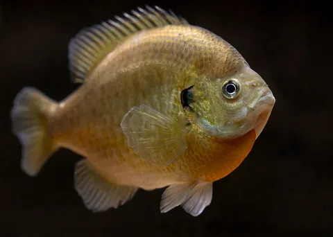 bluegill: any member of the species Lepomis macrochirus of North American sunfish
