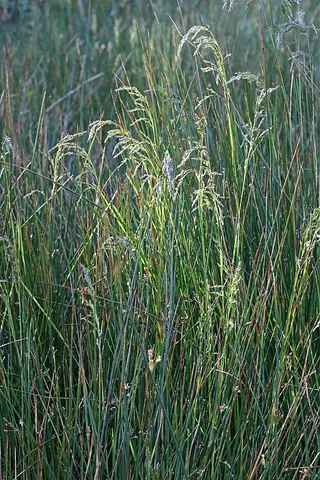 bluegrass: kentucky bluegrass (Poa pratensis)