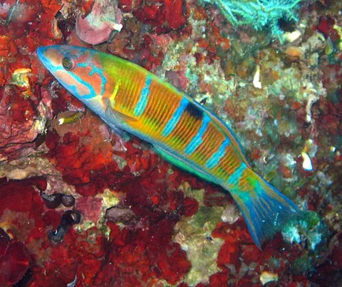 bluehead: the blunt-headed wrasse or blue-headed wrasse, a fish of the species Thalassoma amblycephalum or...