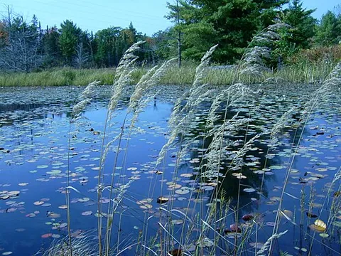 bluejoint reed grass: grass of species Calamagrostis canadensis, native to much of northern North America