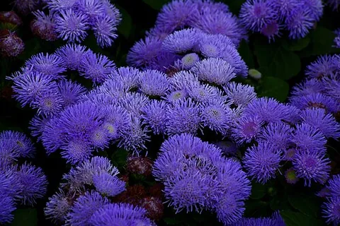 bluemink: ageratum houstonianum (blueweed)