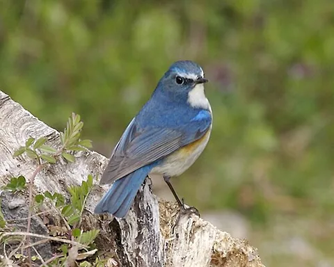 bluetail: either of two species of passerine bird in the genus Tarsiger