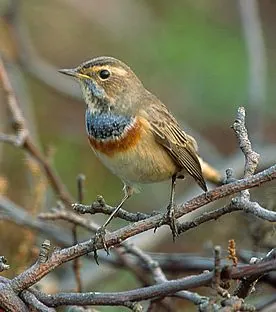 bluethroat: a small Old World passerine bird, of species Luscinia svecica, the male in spring having a bright...
