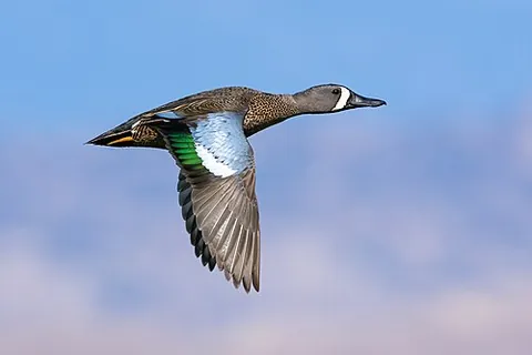 bluewing: a blue-winged teal (Spatula discors, syn. Anas discors)