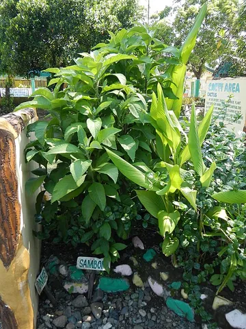 blumea: any plant of the taxonomic genus Blumea, composites found chiefly in southern Asia, some used for...