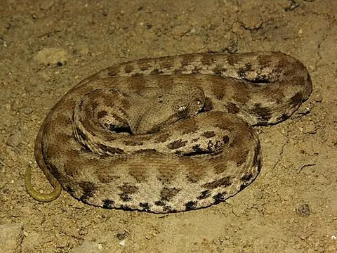 blunt-nosed viper: a venomous viper, Macrovipera lebetina, found in North Africa, much of the Middle East, and as far...