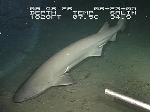 bluntnose sixgill shark: a cow shark with a large (up to 5.5 m) body, a long tail, a blunt, wide snout, and small eyes...