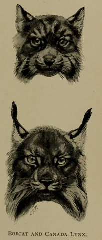 blynx: the hybrid offspring of a bobcat and a Canada lynx