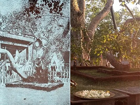 bo tree: the peepul tree, Ficus religiosa, regarded as sacred by Hindus and Buddhists