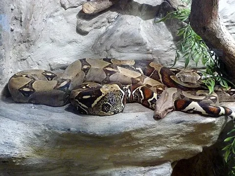 boa constrictor: a large tropical American snake, Boa constrictor, that kills its prey by squeezing them