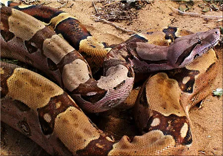 boa: any of a group of large American snakes, of the genus Boa, subfamily Boinae, or family Boidae,...