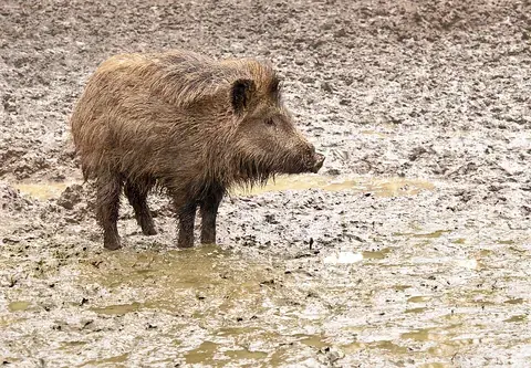 boar: a wild boar (Sus scrofa), the wild ancestor of the domesticated pig