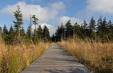 boardwalk: a slightly elevated path (walkway) for pedestrians over sandy or swampy ground, typically made out...