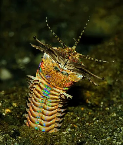 bobbit worm: a large predatory bristle worm, Eunice aphroditois