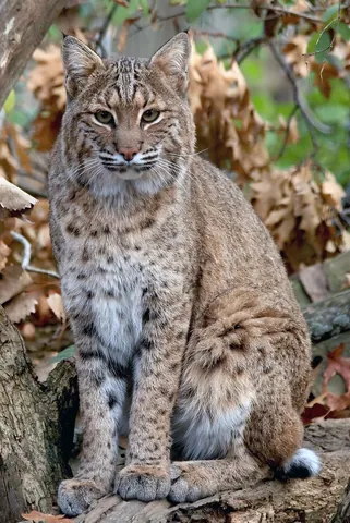 bobcat: a North American wildcat (Lynx rufus), having tufted ears and a short tail