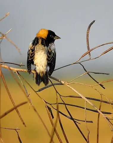 bobolink: an American migratory songbird (Dolichonyx oryzivorus), resembling a blackbird with the bill of a...