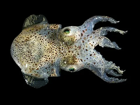 bobtail squid: a cephalopod of the order Sepiolida