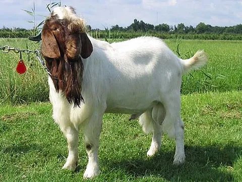 boer goat: a breed of goat originated in South Africa