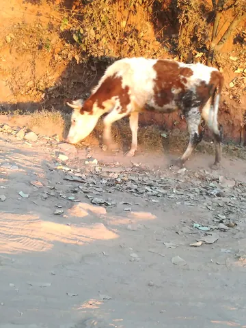 boeuf: a bovine