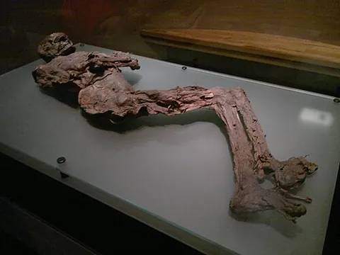 bog body: a human cadaver that has been naturally mummified in a peat bog