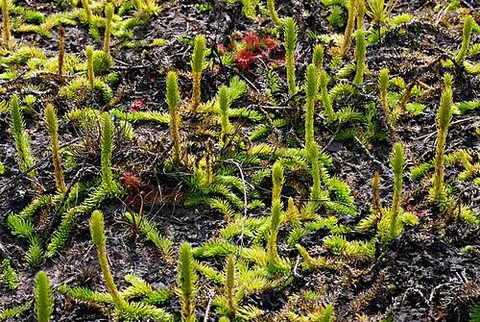 bog clubmoss: lycopodiella inundata, growing in boggy cool, subarctic, and alpine conditions in the northern...