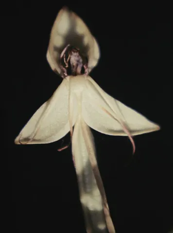 bog orchid: any of several small orchids of the genus Habenaria that grow in peaty wet ground