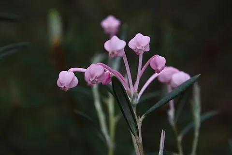 bog rosemary: any shrub in the genus Andromeda, especially Andromeda polifolia