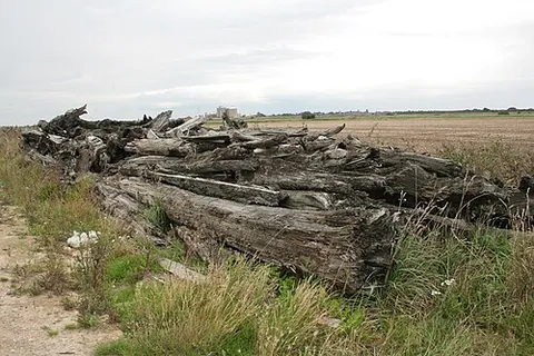 bog wood: used other than figuratively or idiomatically: see bog, wood