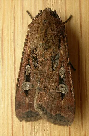 bogong moth: a large nocturnal brown moth, Agrotis infusa, of southern Australia, traditionally part of the...