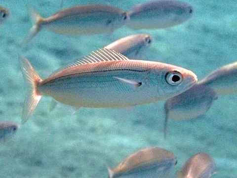 bogue: a species of seabream fish native to the eastern Atlantic (Boops boops)