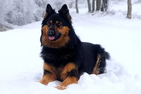 bohemian shepherd: an ancient sheep herding dog and watch dog originating from the Czech Republic