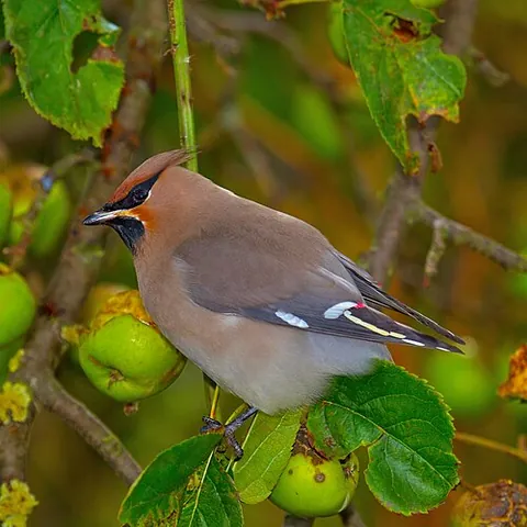 bohemian waxwing: any member of the species Bombycilla garrulus, a waxwing of northern latitudes