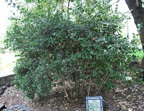 boldo: peumus boldus, a monimiaceous tree