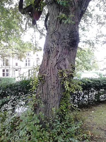 bole: the trunk or stem of a tree