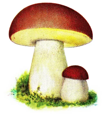 bolete: a type of fruiting body produced by certain fungus species in the order Boletales, especially those...
