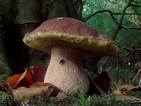 boletus: an edible mushroom of genus Boletus