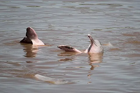 bolivian river dolphin: a species of dolphin (Inia boliviensis) of the Amazon River