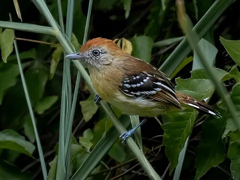 bolivian slaty antshrike: a passerine bird of the antbird family, Thamnophilus sticturus