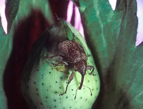 boll weevil: a beetle (Anthonomus grandis) measuring an average length of six millimeters (¼ inch), which feeds...
