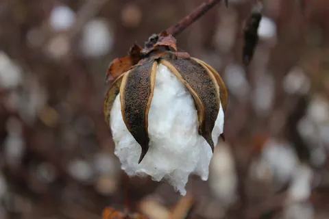 boll: the rounded seed-bearing capsule of a cotton or flax plant