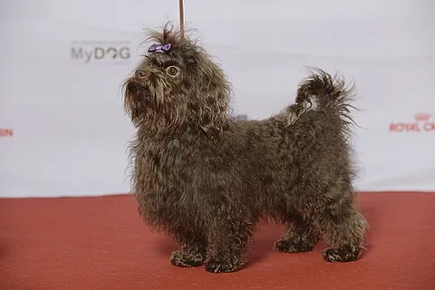 bolonka: a colored variation of the all-white Bolognese, a recently developed dog breed from Russia