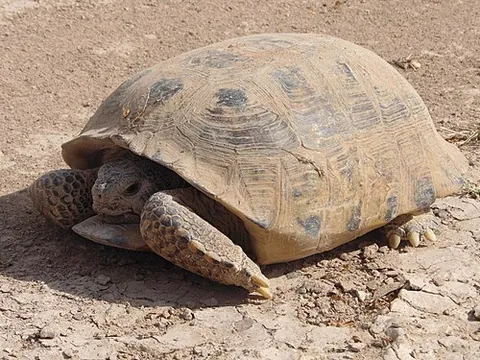 bolson tortoise: a large species of gopher tortoise, Gopherus flavomarginatus, found in parts of the Chihuahuan...