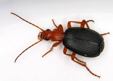 bombardier beetle: a beetle whose defence mechanism enables it to eject a hot aqueous mixture of chemicals at...