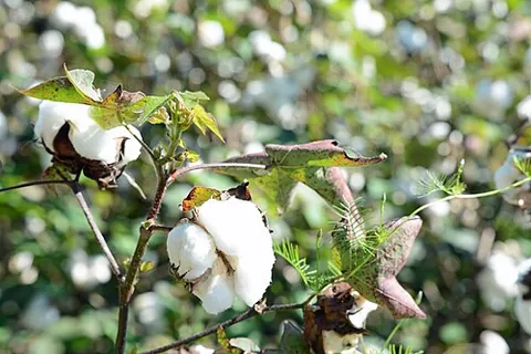 bombast: cotton, or cotton wool