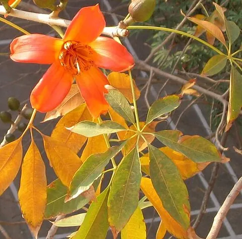 bombax: any member of the genus Bombax of tropical trees in the mallow family