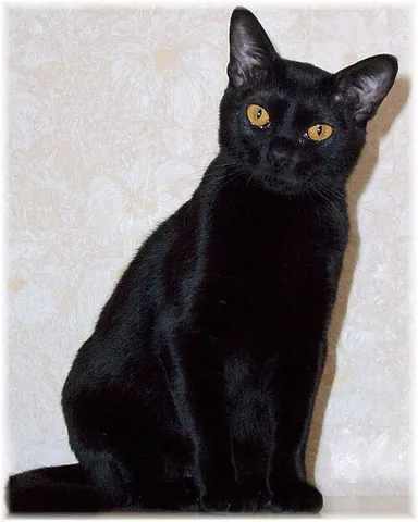bombay cat: a domestic cat of a medium-sized shorthair breed, having a glossy black color and bright...
