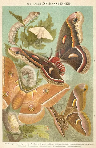 bombyx: any member of the genus Bombyx of true silkmoths, whose caterpillars often feed on mulberries